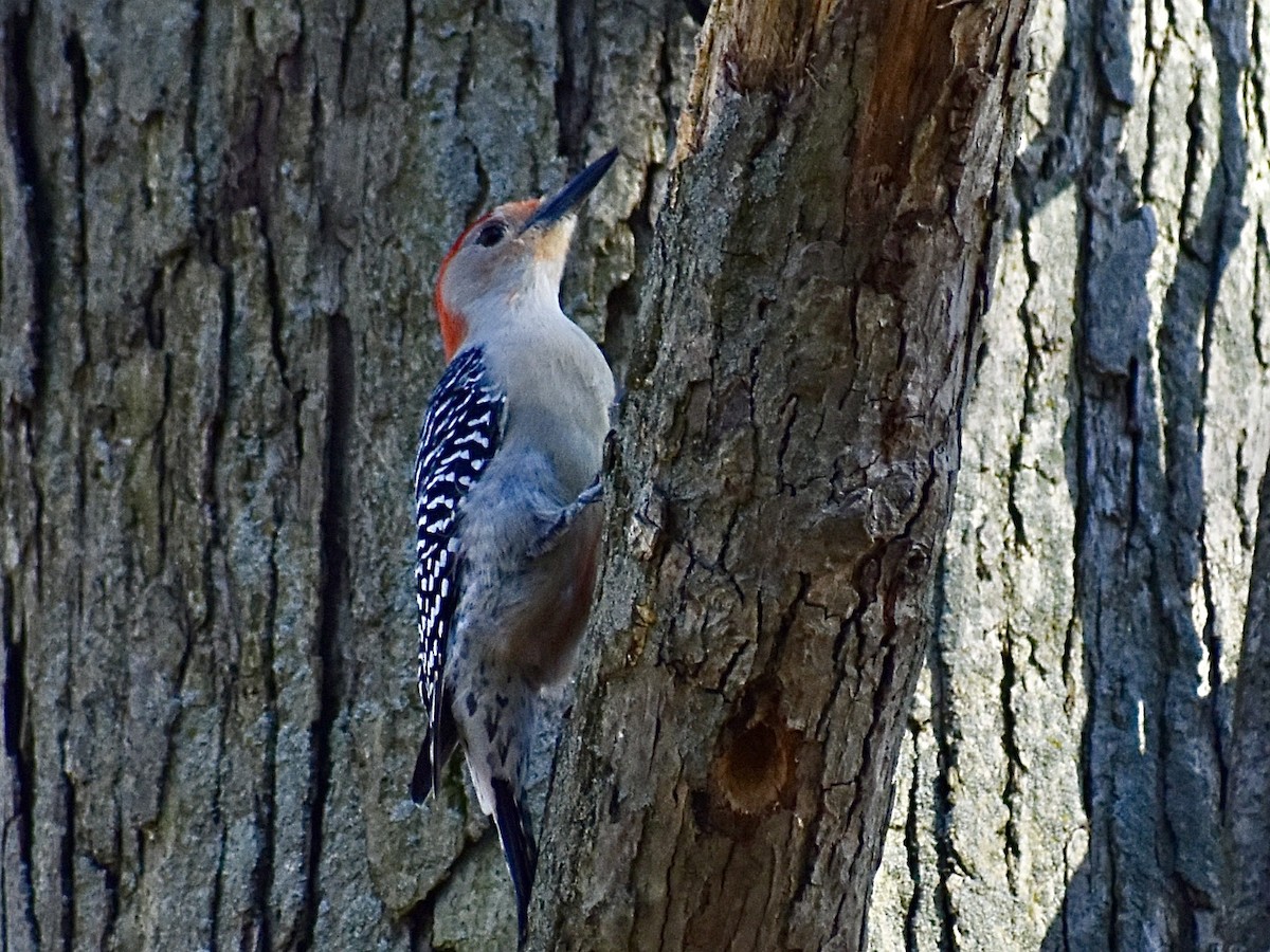 Red-bellied Woodpecker - ML617471644