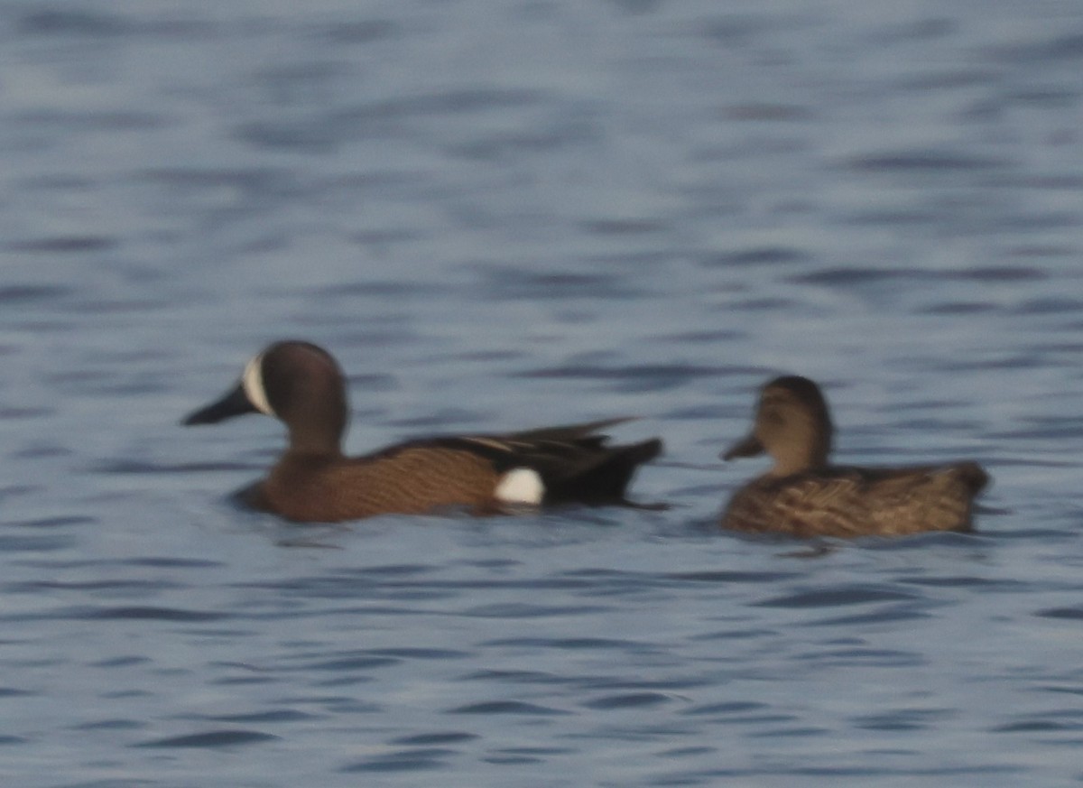 Blue-winged Teal - ML617471698