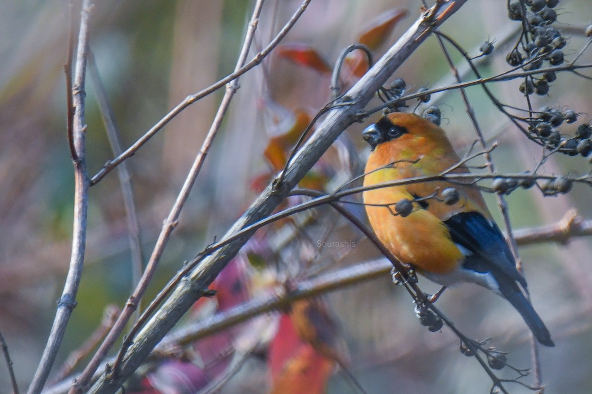 Orange Bullfinch - Sourashis Mukhopadhyay