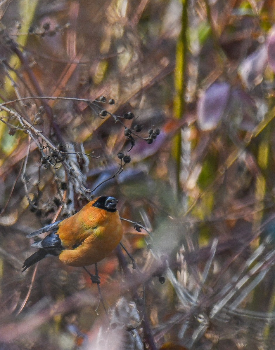 Orange Bullfinch - Sourashis Mukhopadhyay