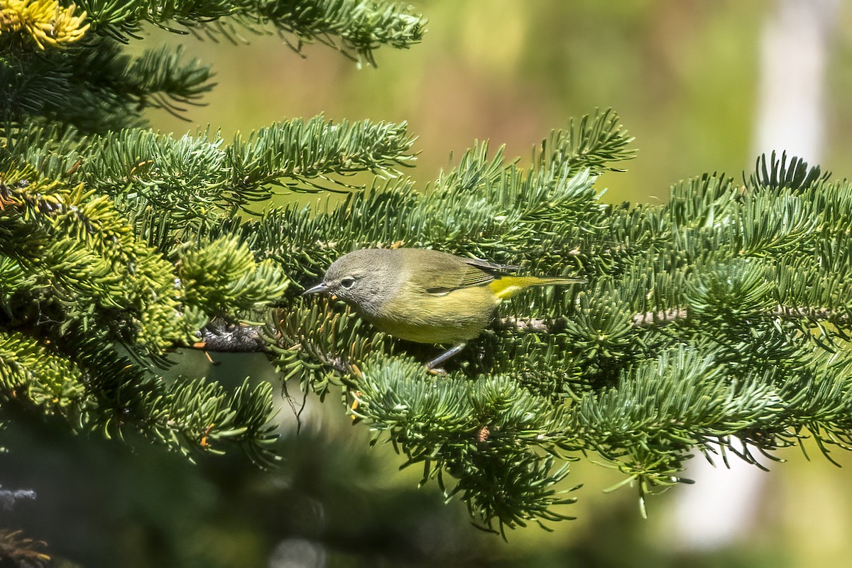 Orange-crowned Warbler - Tom Hamilton