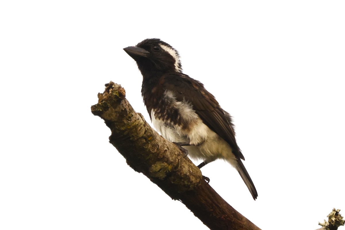 Barbudo Orejiblanco Común (leucotis/kilimensis) - ML617471749