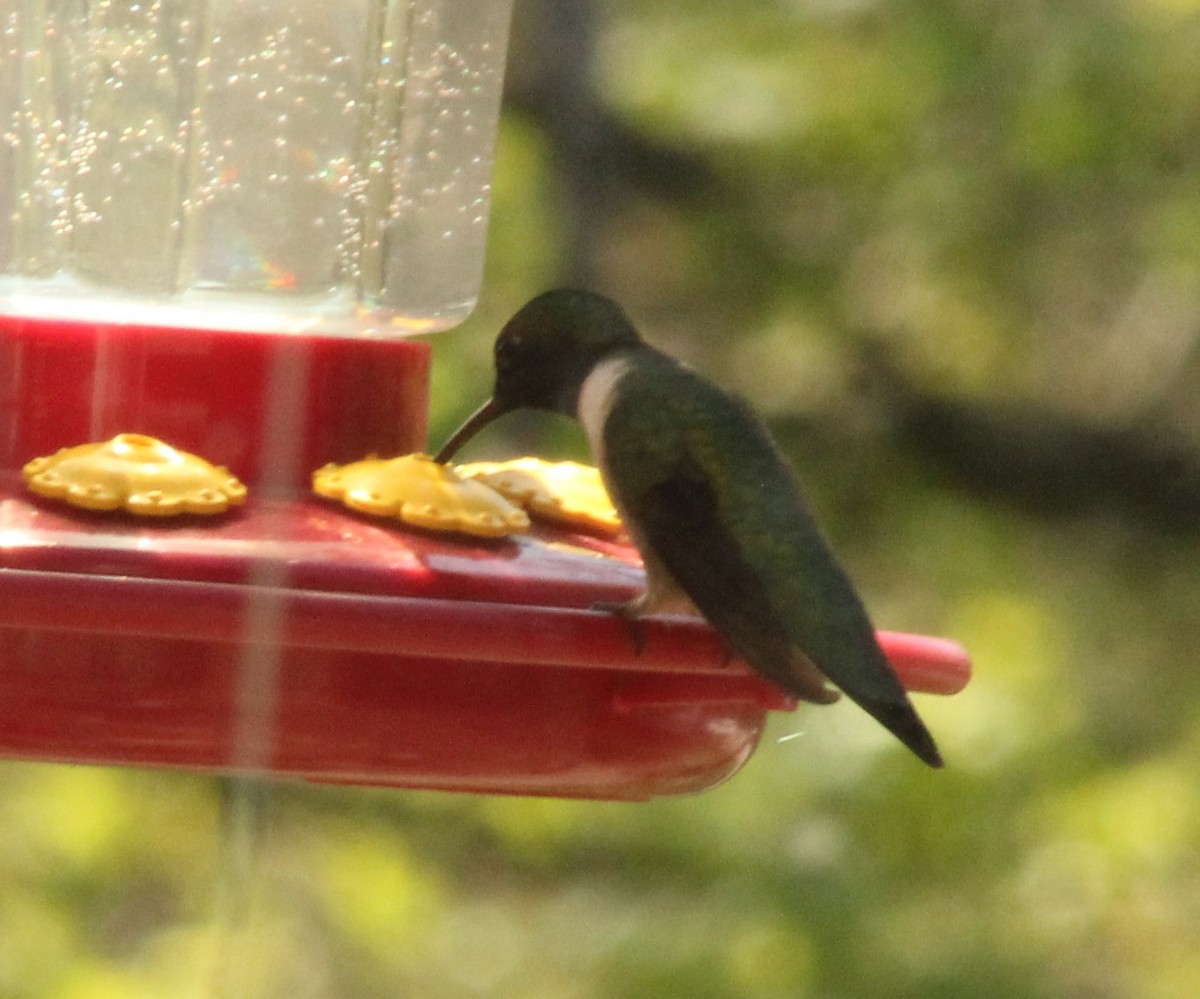 Ruby-throated Hummingbird - ML617471777