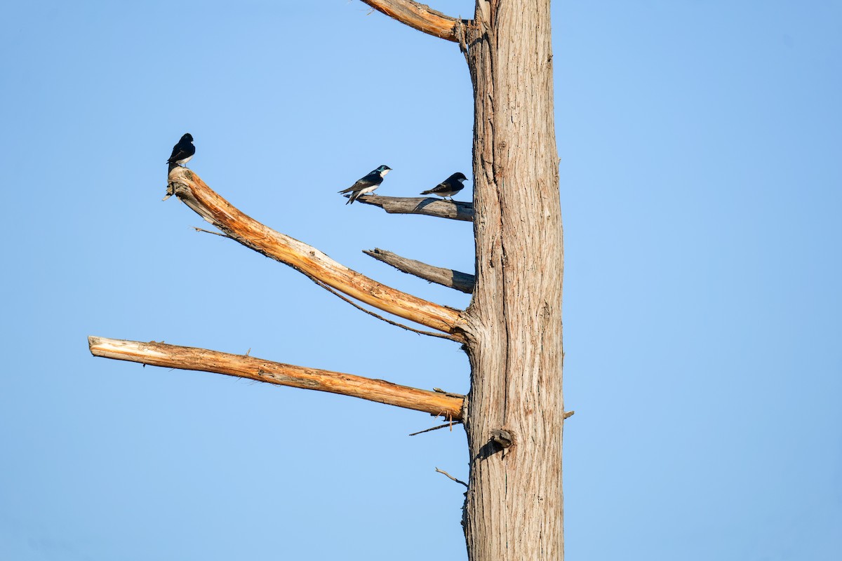 Tree Swallow - ML617471822