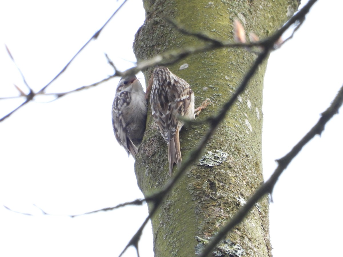 Eurasian Treecreeper - ML617471883