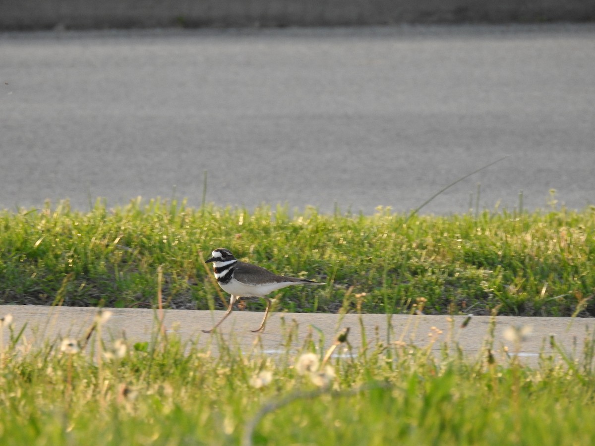 Killdeer - ML617471904