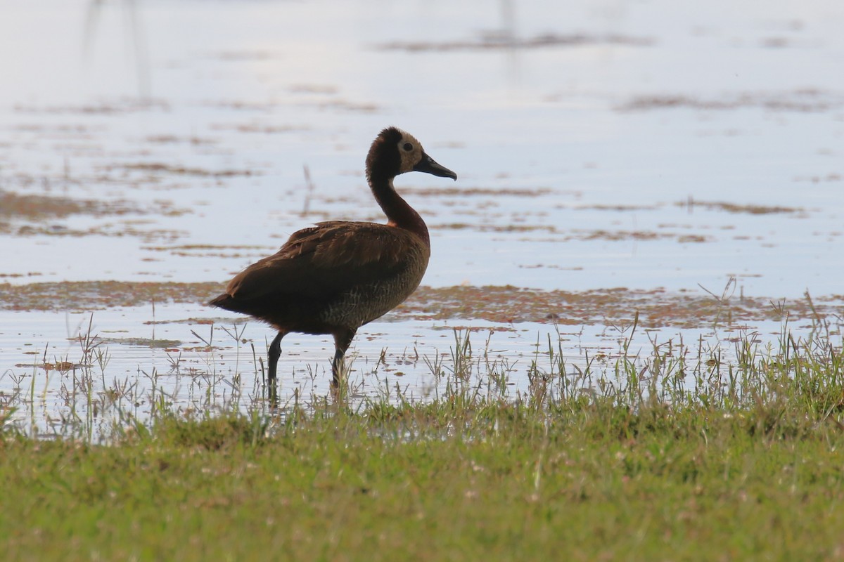 White-faced Whistling-Duck - ML617471905