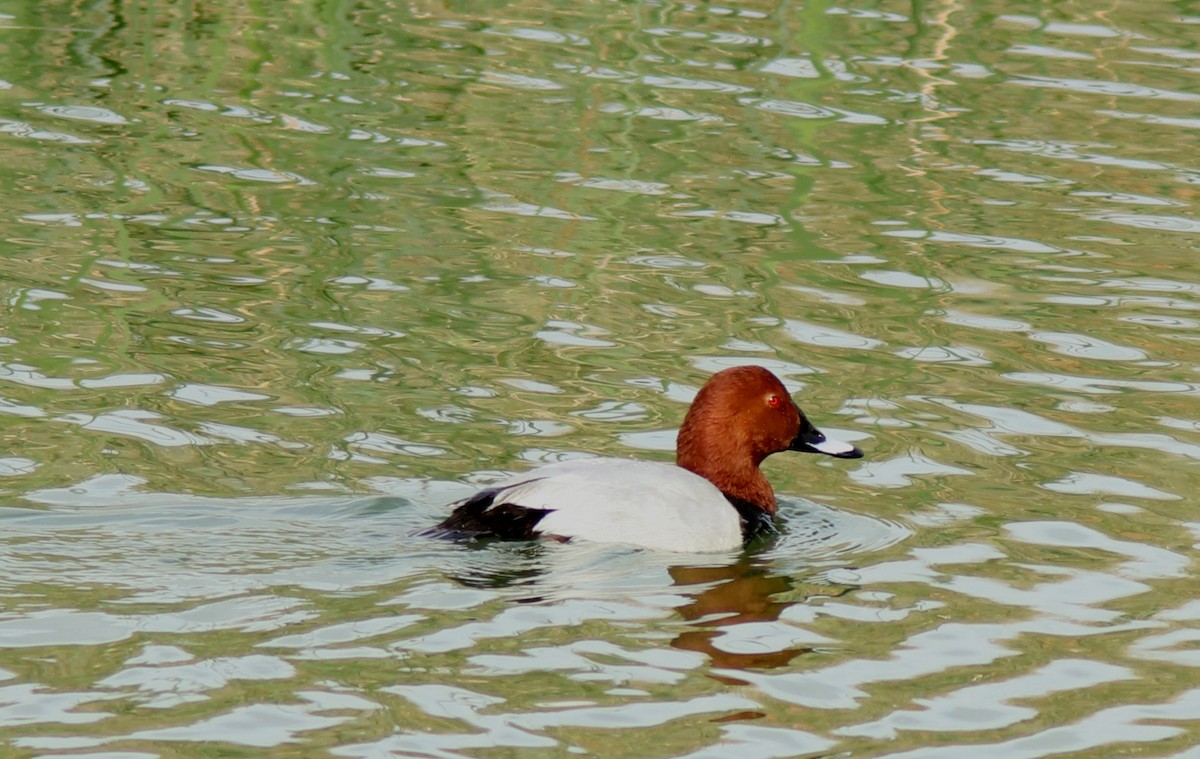 Common Pochard - Real Gauthier