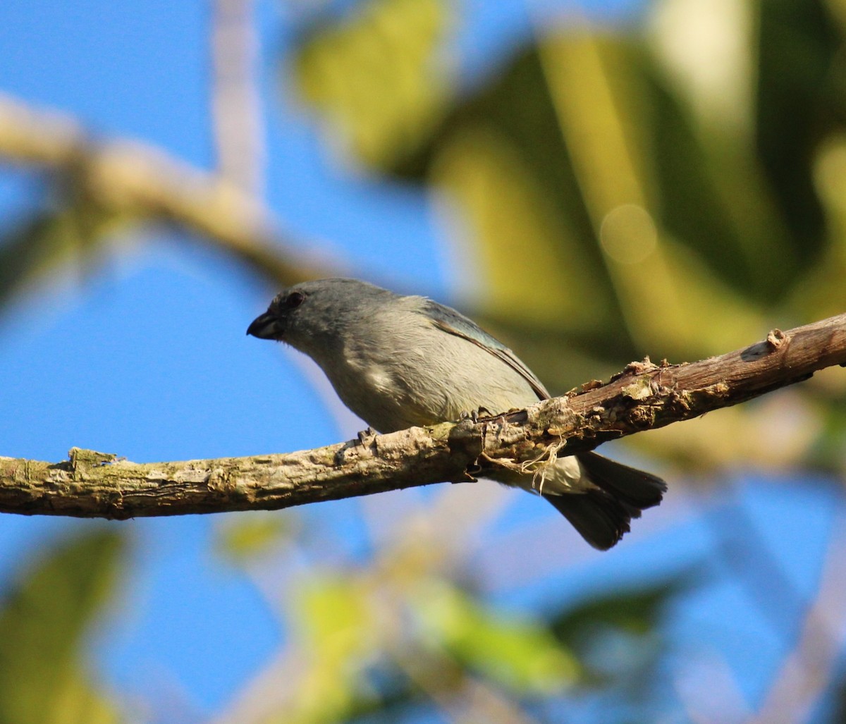 Jamaican Euphonia - ML617471923