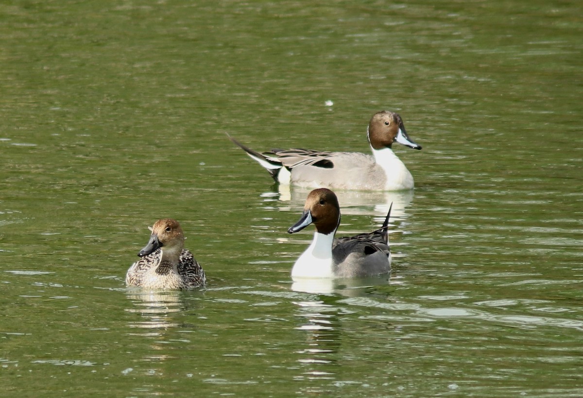 Northern Pintail - Real Gauthier