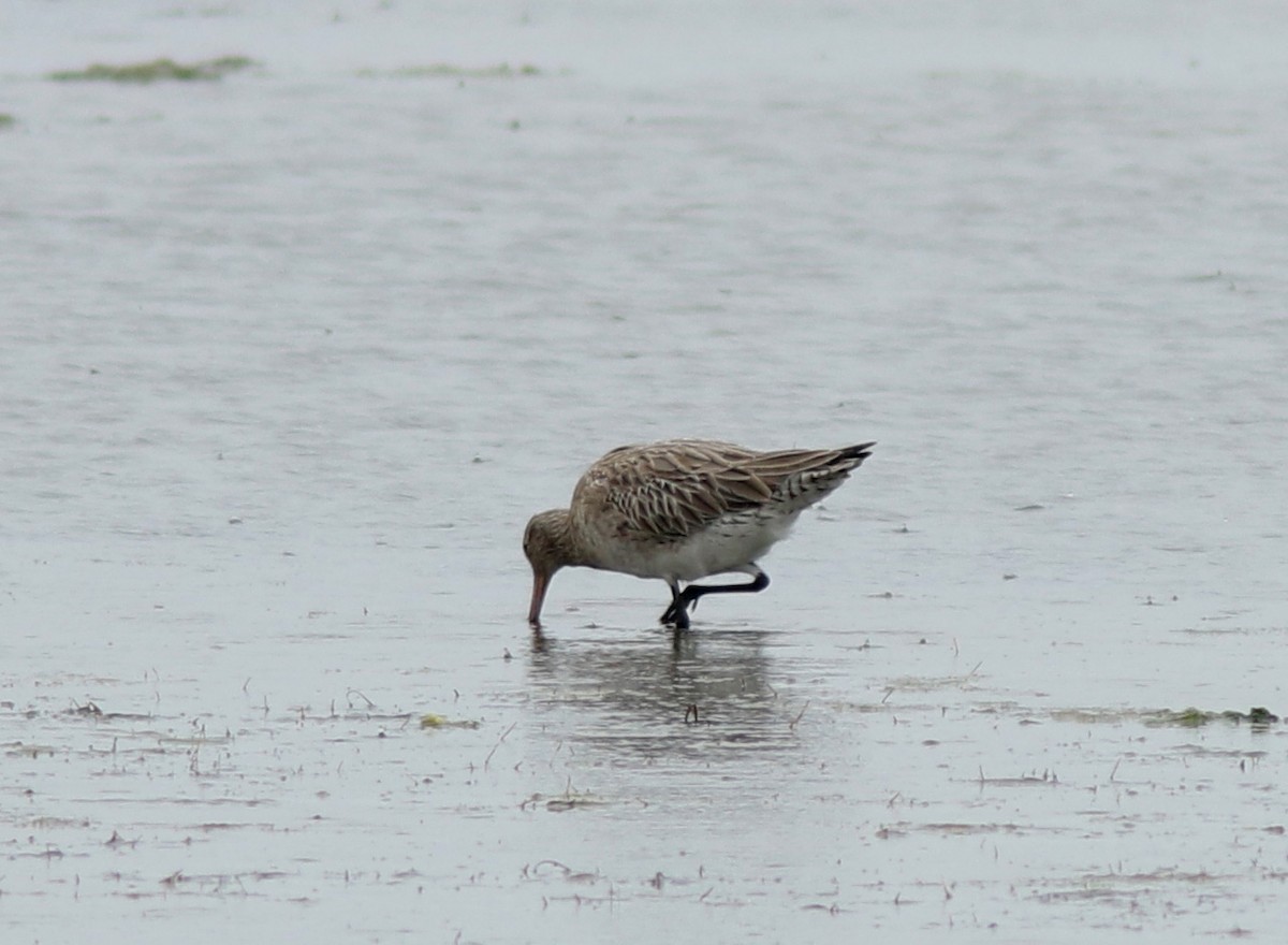 Bar-tailed Godwit - ML617471974