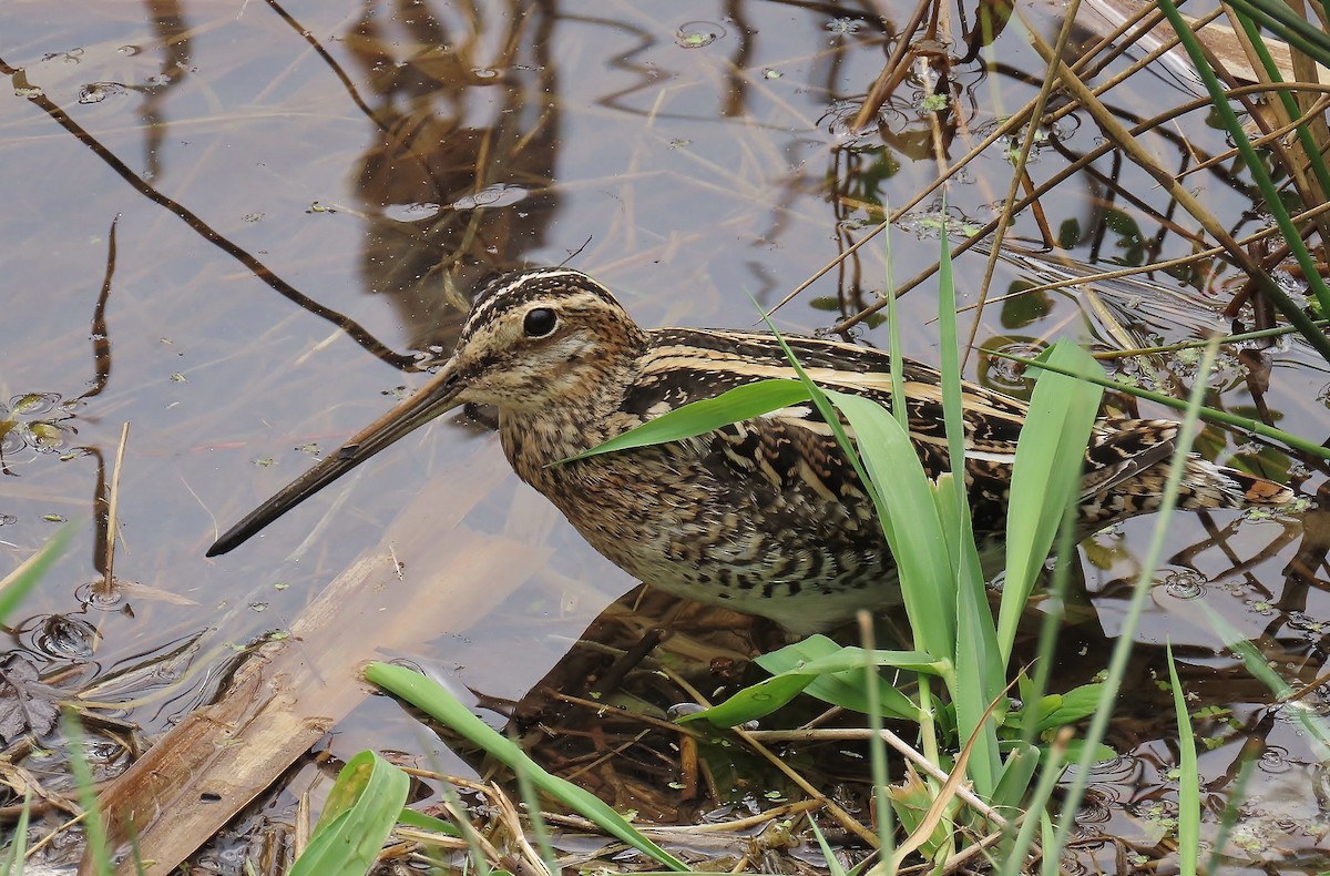 Wilson's Snipe - Guy L. Monty