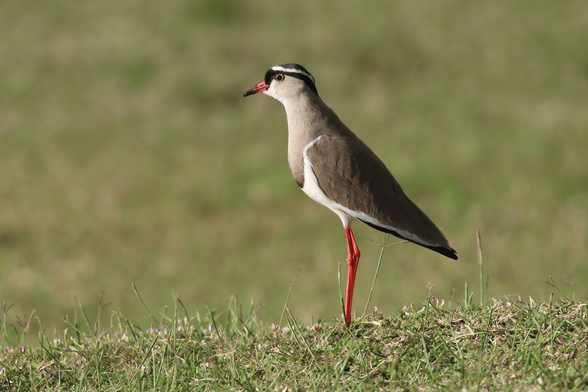 Crowned Lapwing - ML617472045