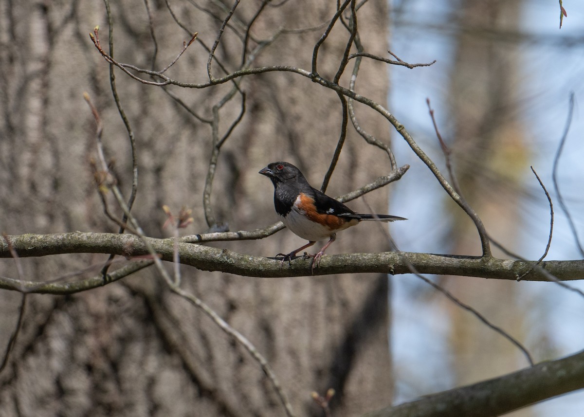 Eastern Towhee - ML617472073