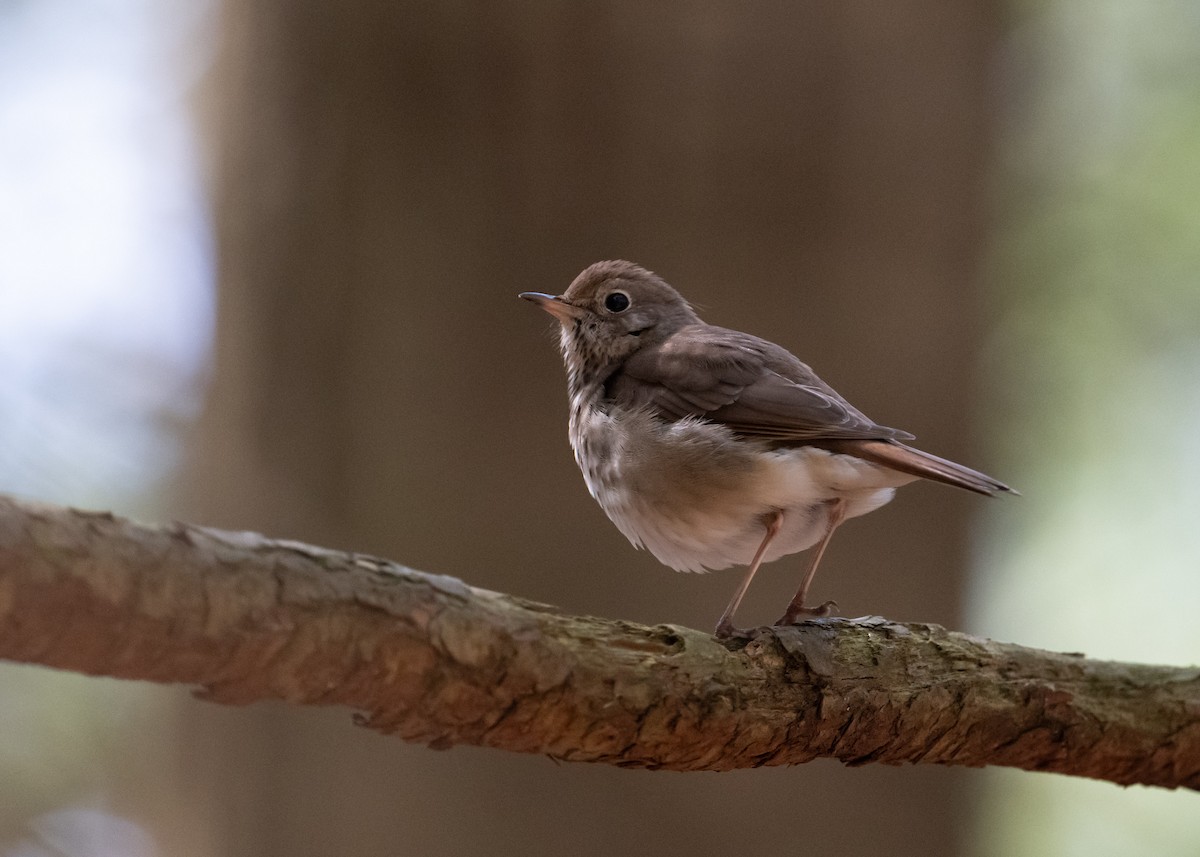 Hermit Thrush - ML617472080