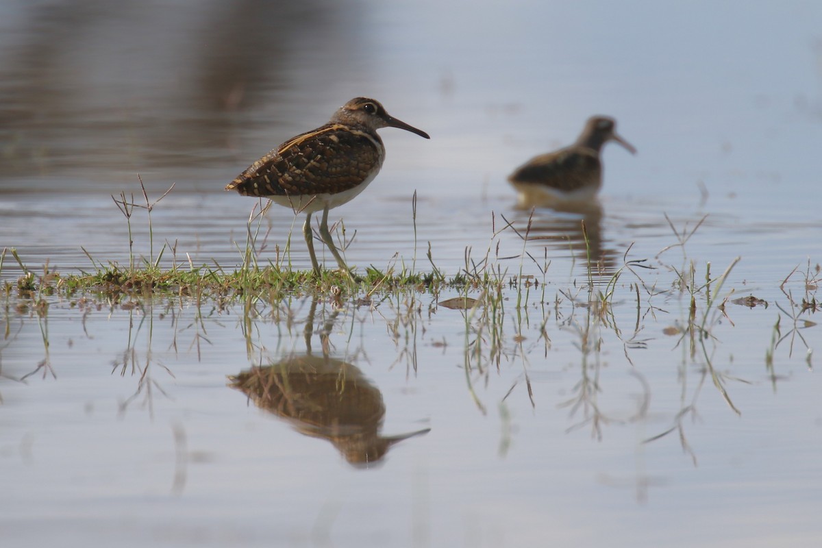 Greater Painted-Snipe - ML617472088