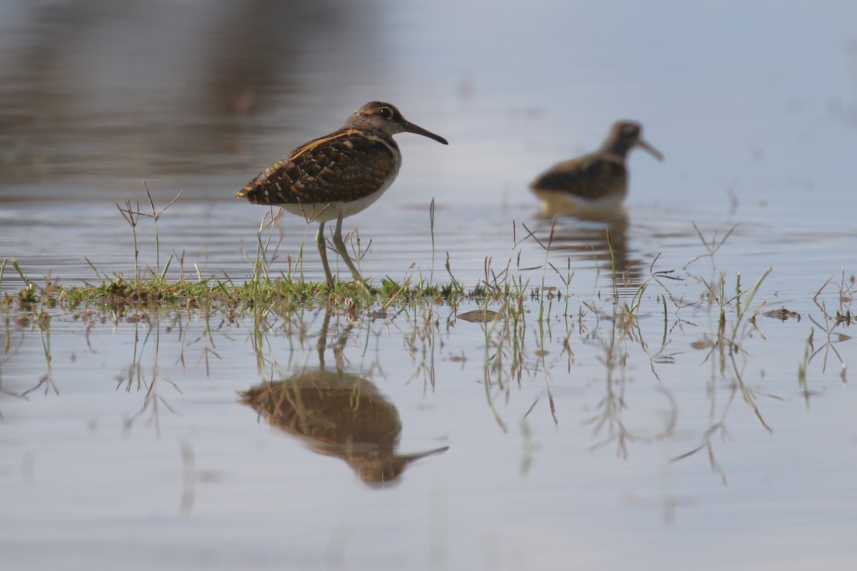 riksesnipe - ML617472088