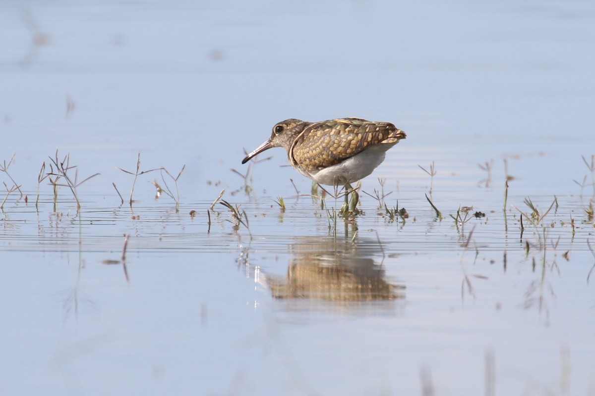 Greater Painted-Snipe - ML617472089