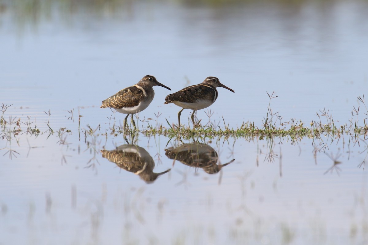 Greater Painted-Snipe - ML617472090
