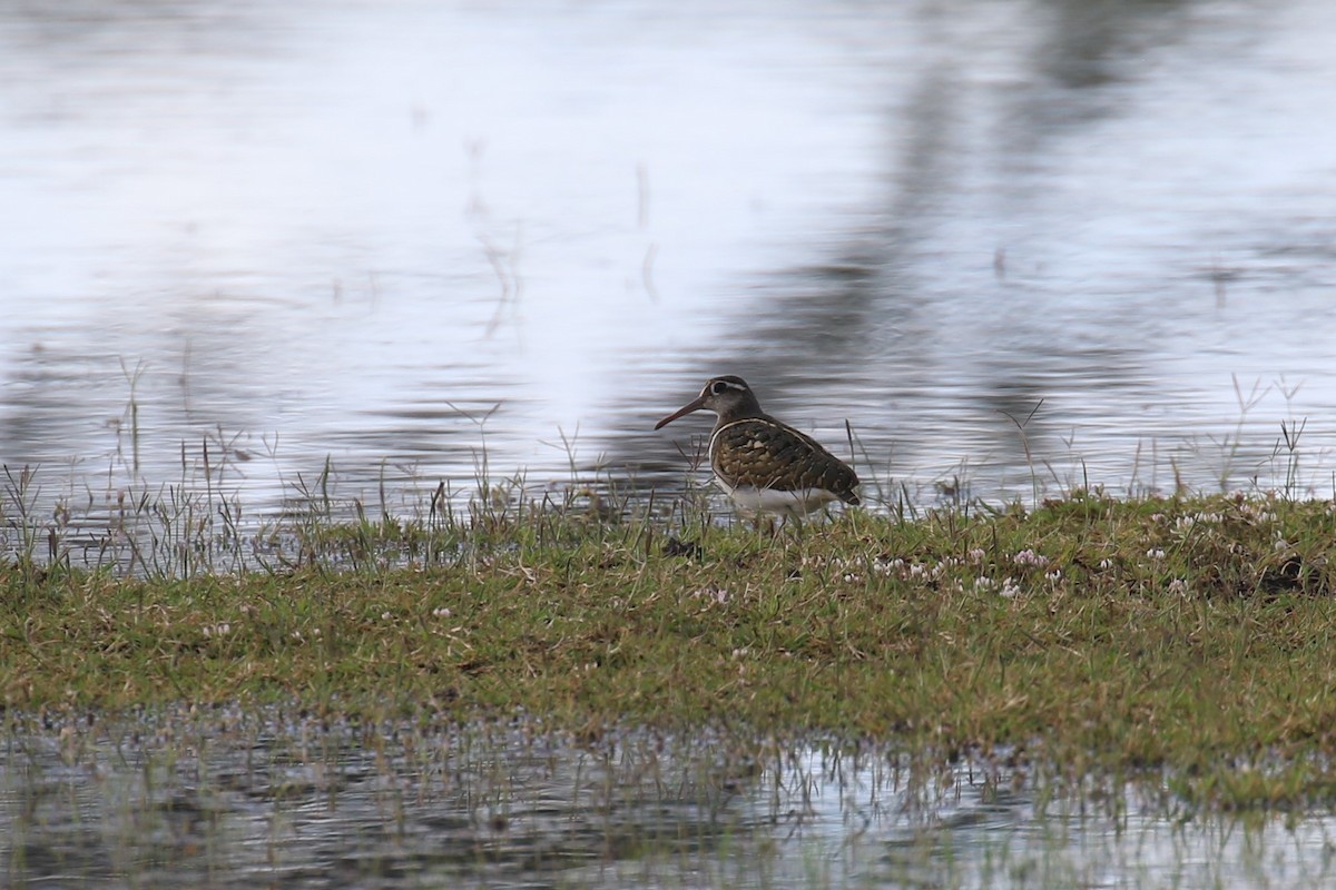 Greater Painted-Snipe - ML617472091