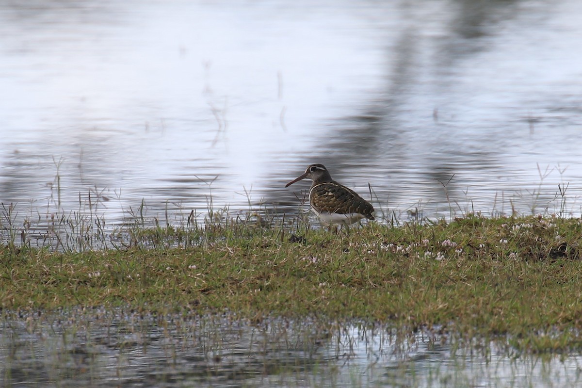 riksesnipe - ML617472091