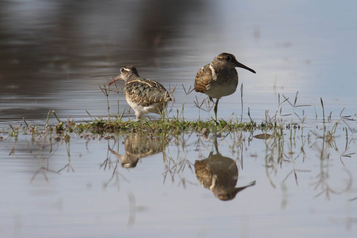 Greater Painted-Snipe - ML617472092