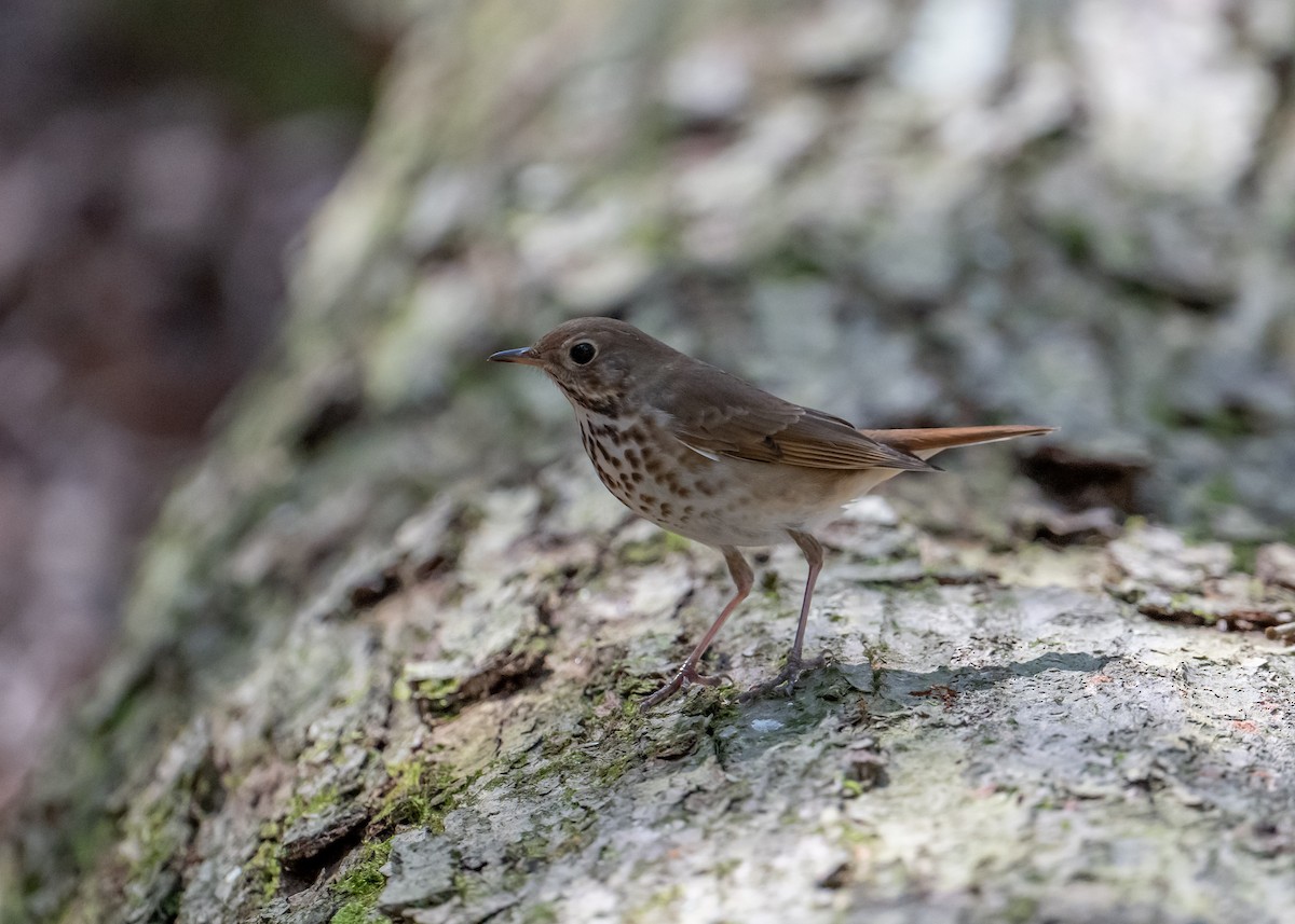 Hermit Thrush - ML617472098