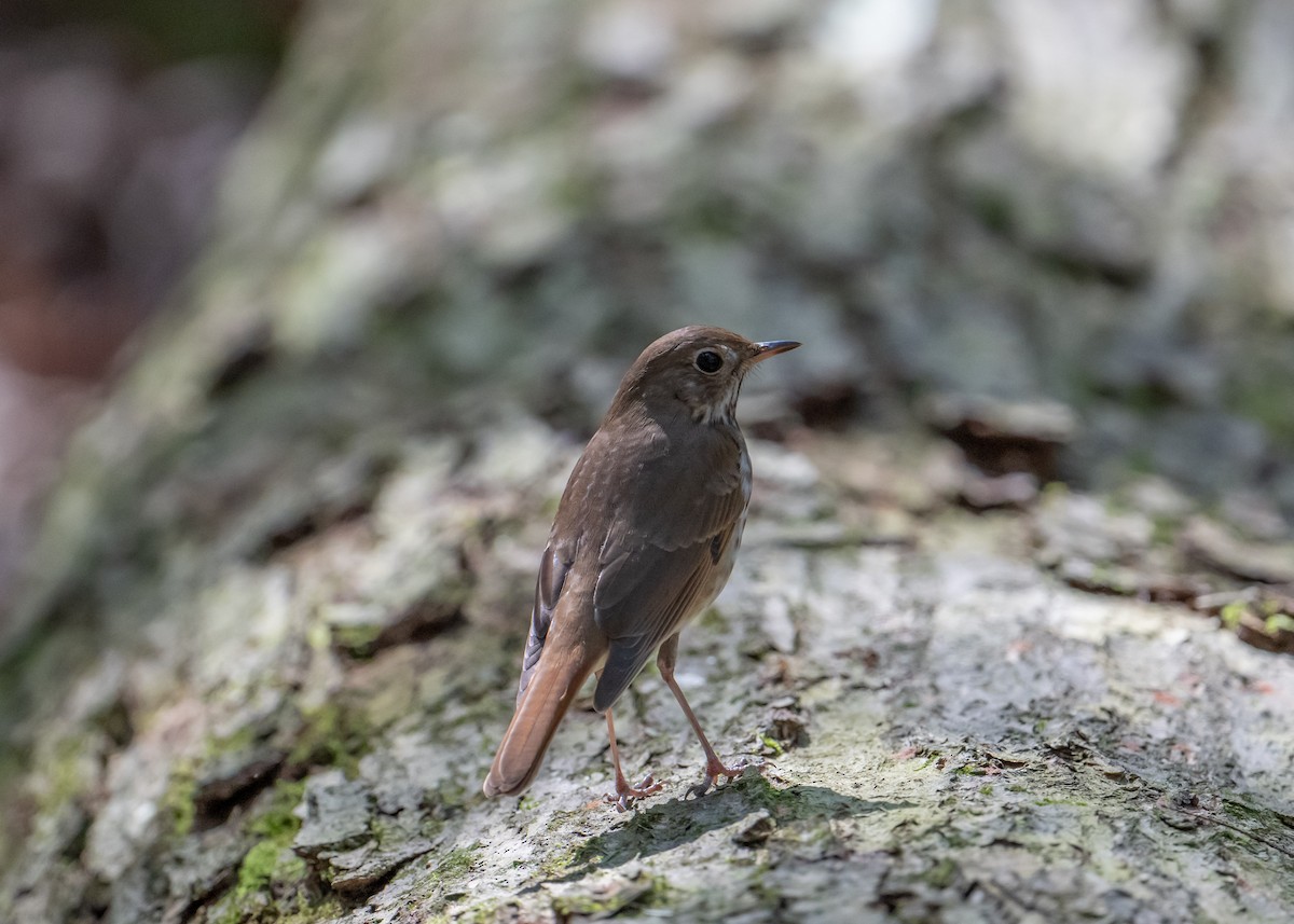 Hermit Thrush - ML617472102