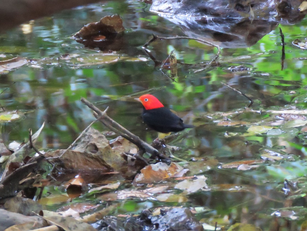 Red-capped Manakin - ML617472109