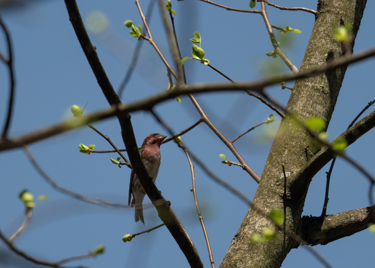 Purple Finch - ML617472113