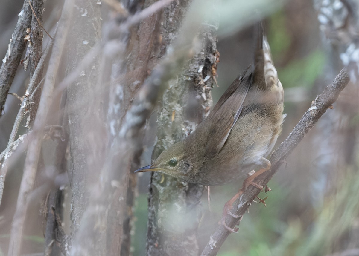 Baikal Bush Warbler - Ayuwat Jearwattanakanok