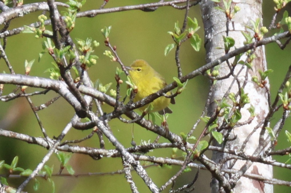 Orange-crowned Warbler - ML617472131