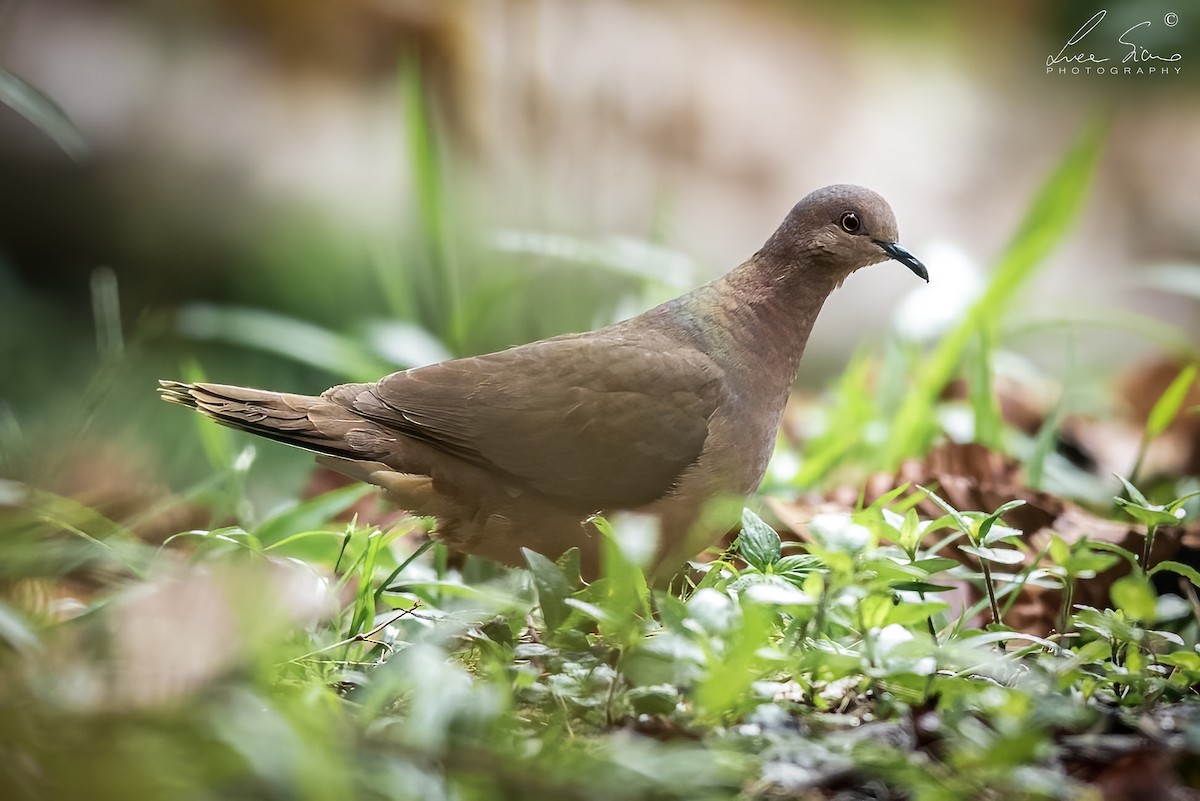 White-tipped Dove - ML617472155