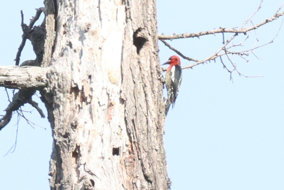 Red-breasted Sapsucker - ML617472163