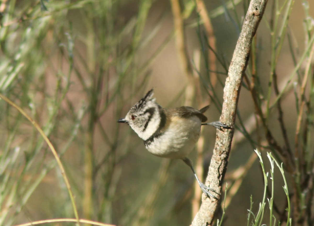Crested Tit - ML617472173