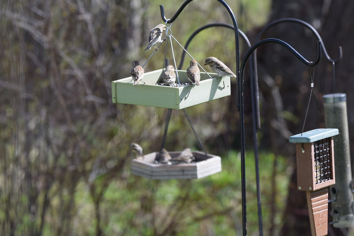 Purple Finch - ML617472182