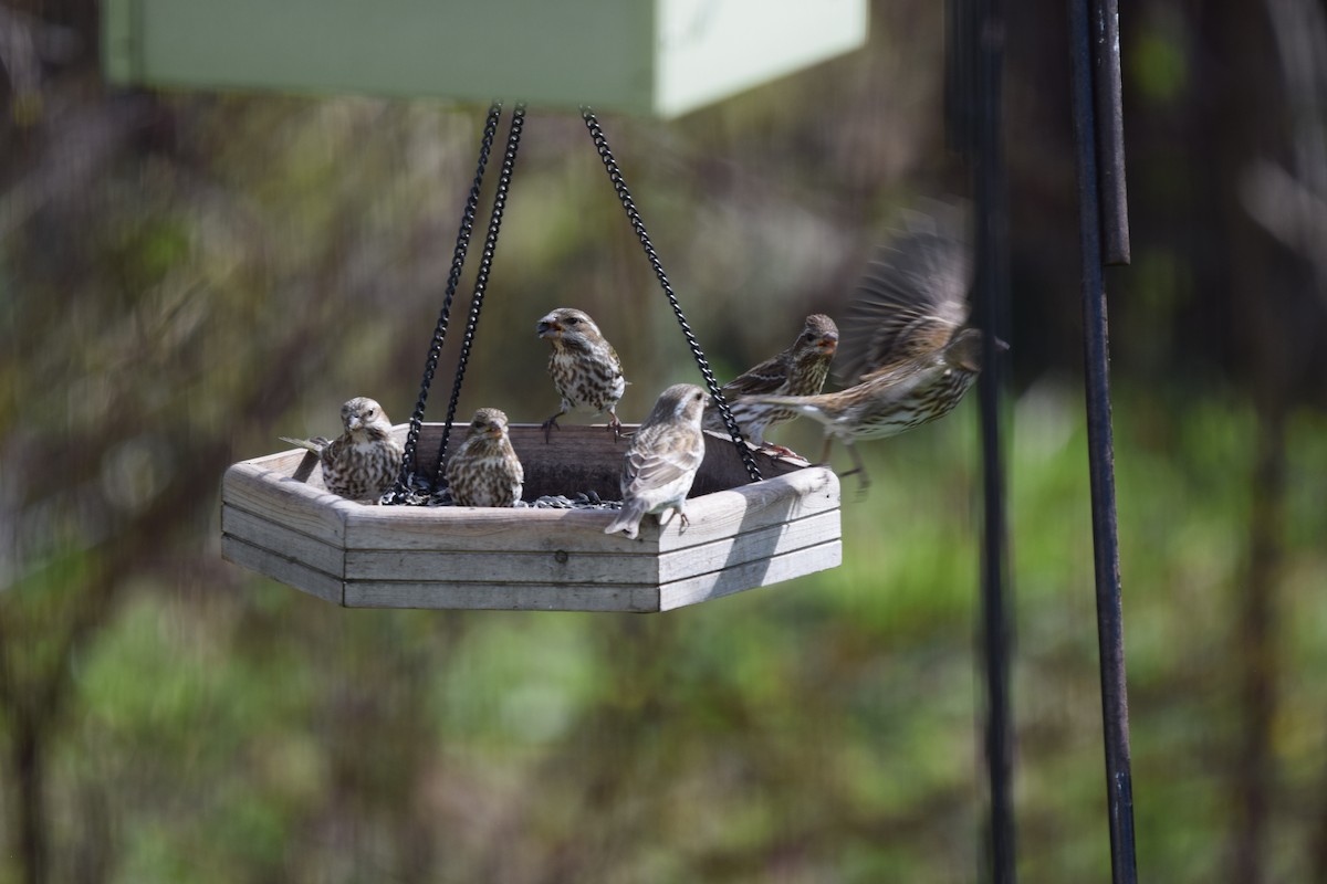 Purple Finch - ML617472204