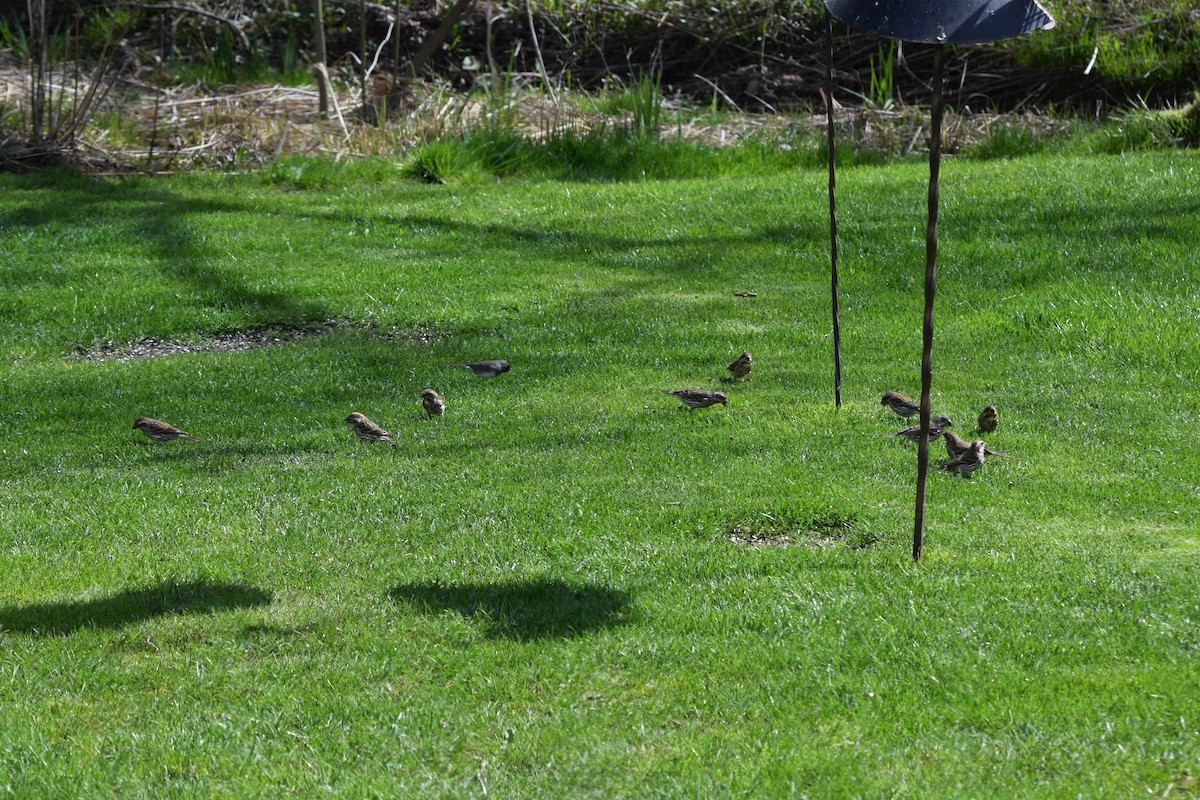 Purple Finch - ML617472205