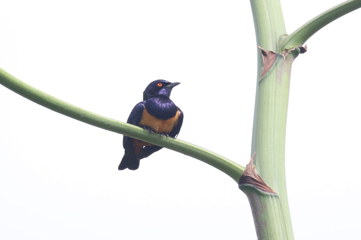 Hildebrandt's Starling - ML617472233