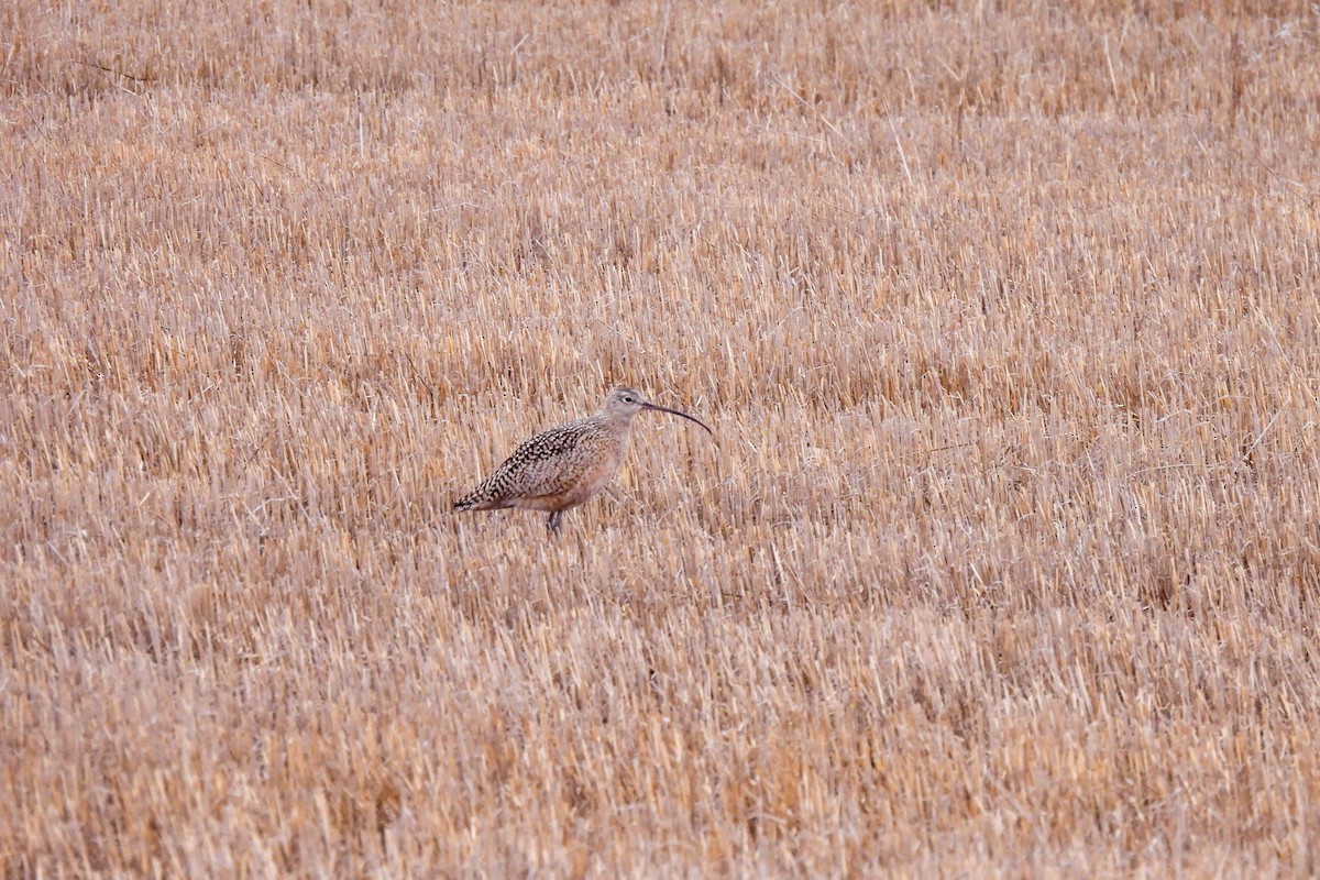 Long-billed Curlew - dan spivak