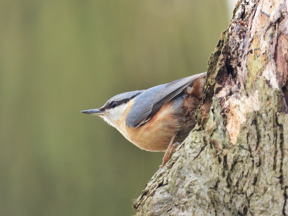 Eurasian Nuthatch - ML617472277