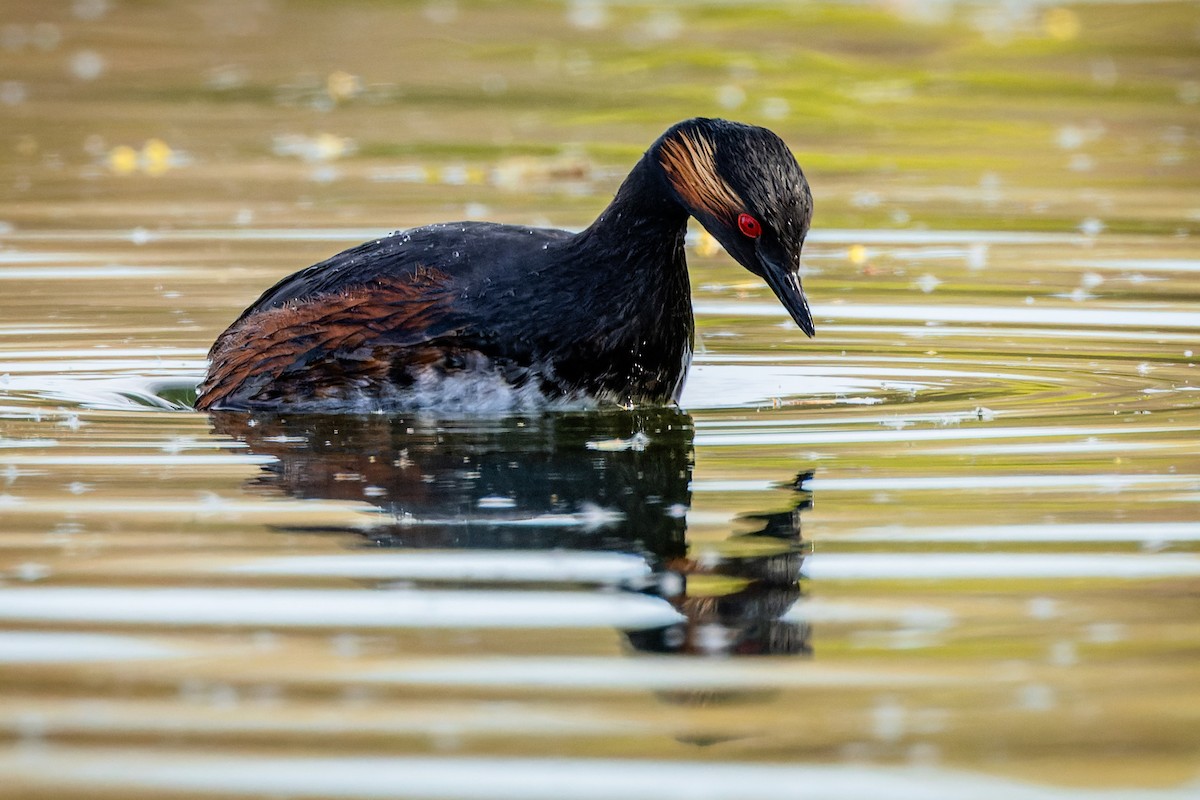 Eared Grebe - ML617472334