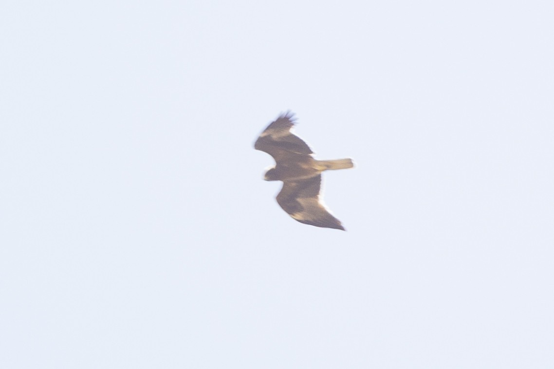 Бахим бүргэд - ML617472341