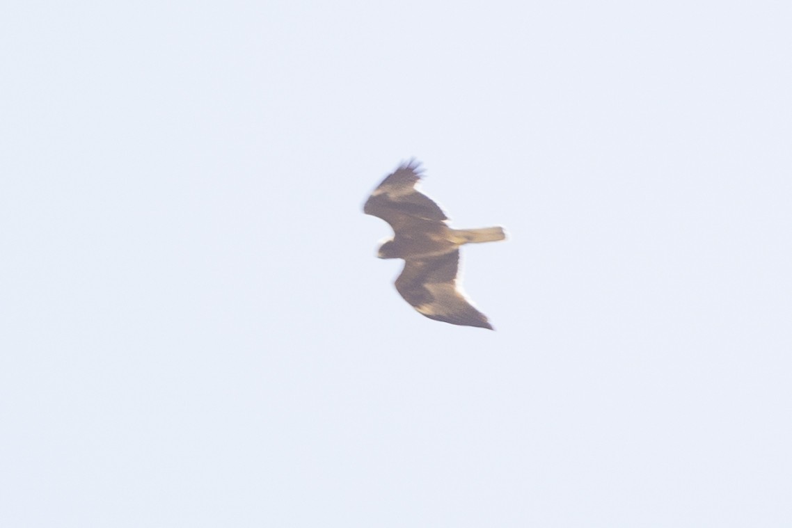 Booted Eagle - Dhaivat Hathi