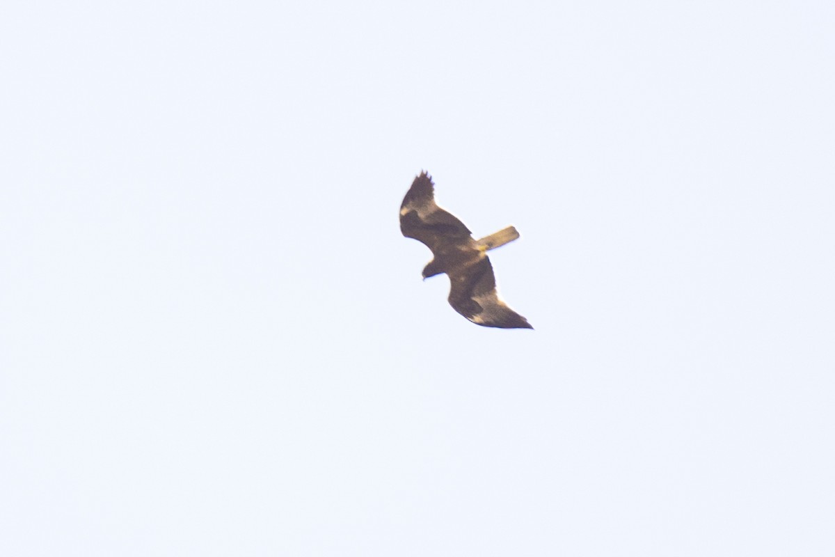 Booted Eagle - Dhaivat Hathi