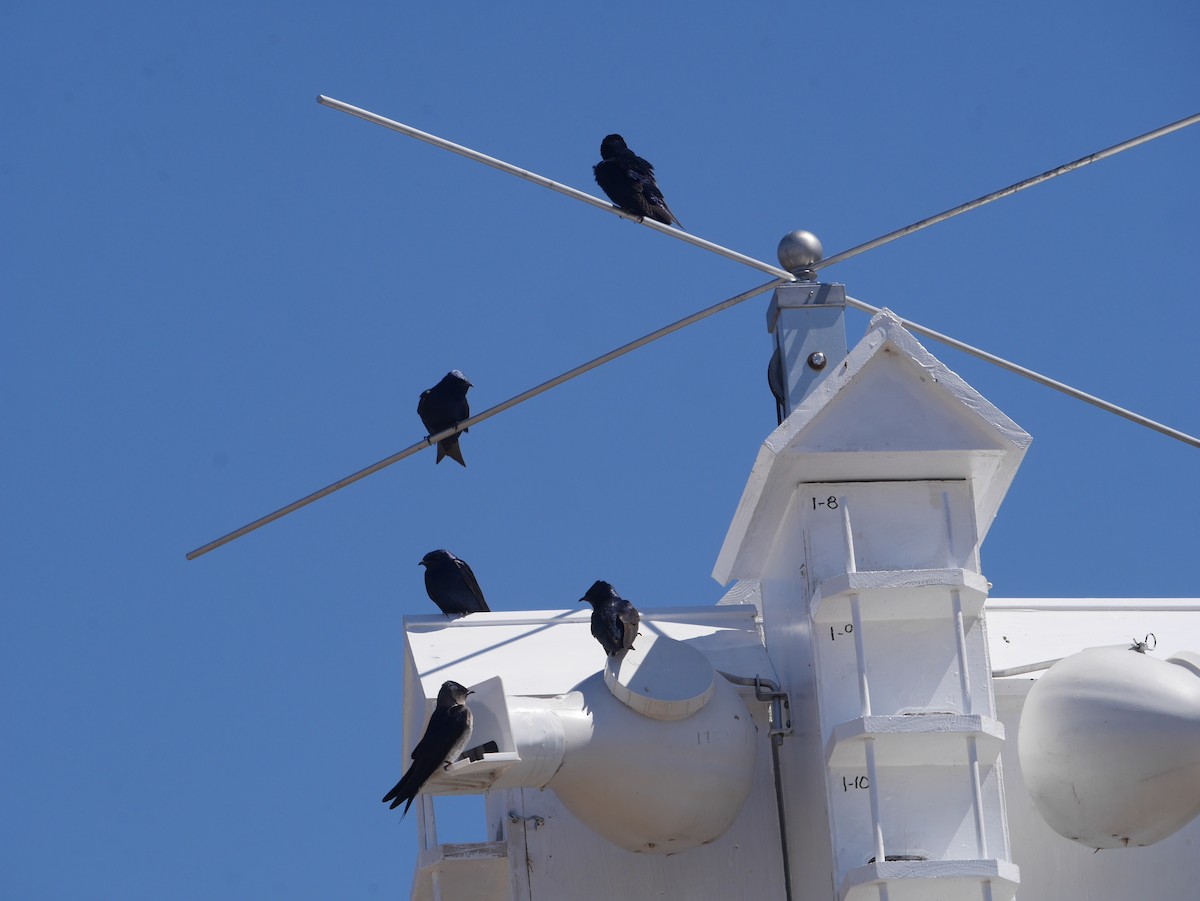 Purple Martin - Cindy Dobrez