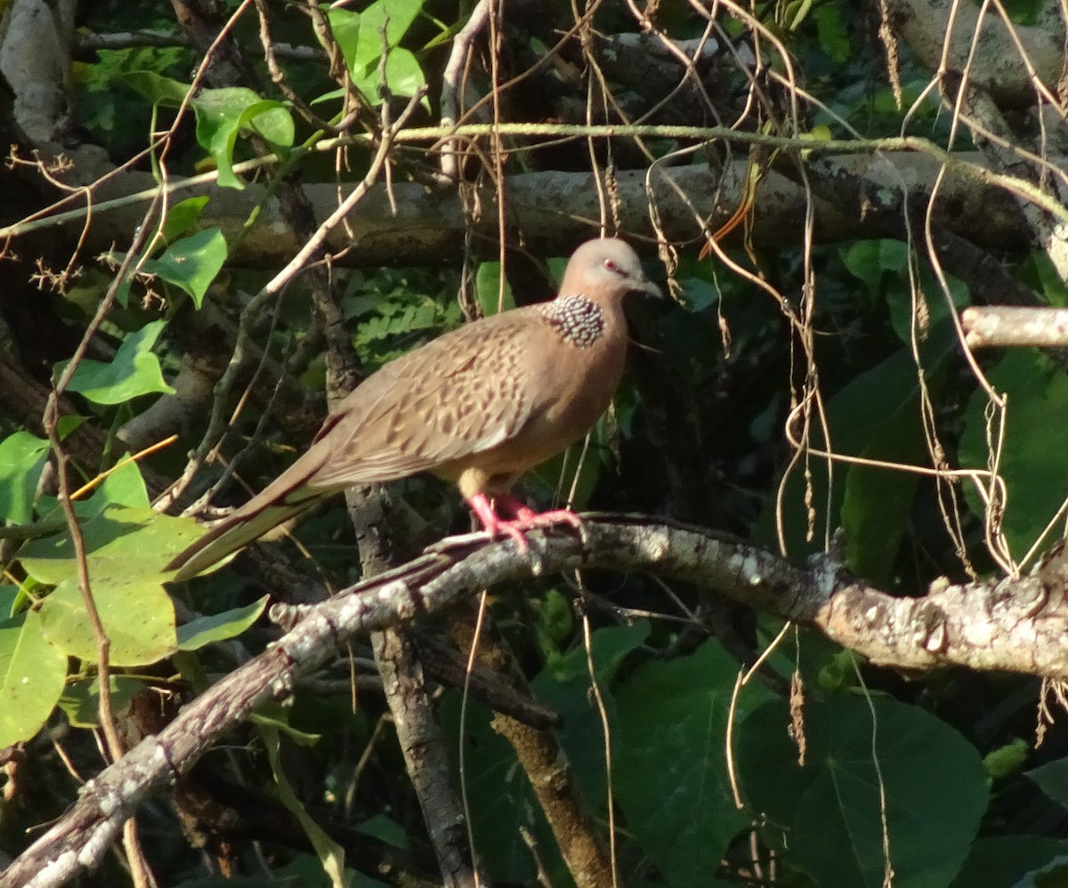 Spotted Dove - ML617472423