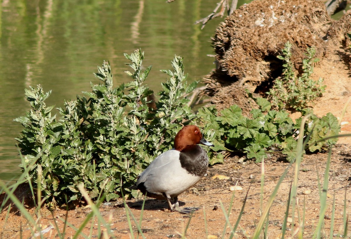 Common Pochard - Real Gauthier