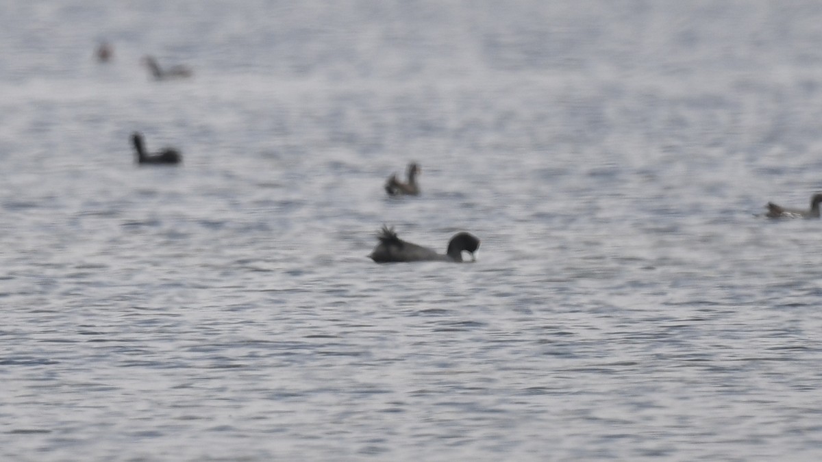 Eurasian Coot - ML617472436