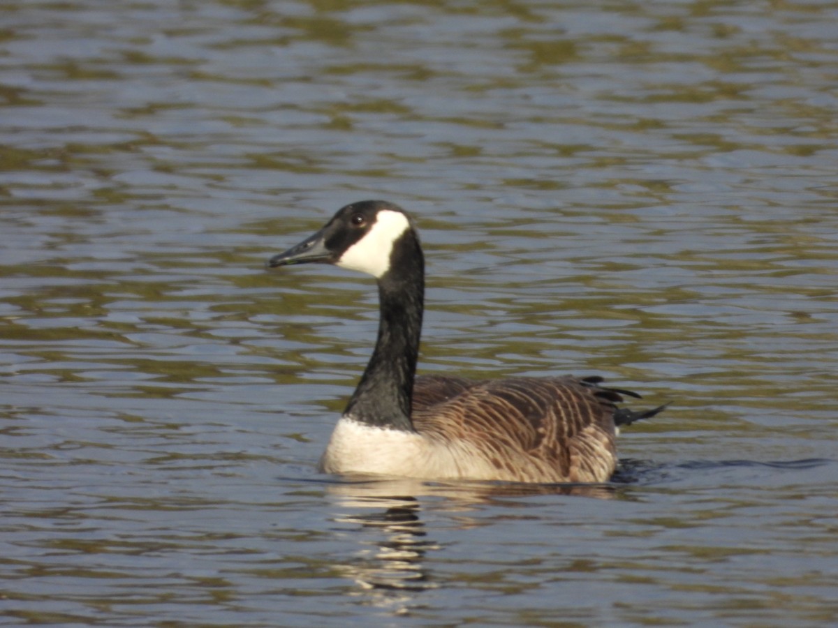 Canada Goose - Denis Provencher COHL